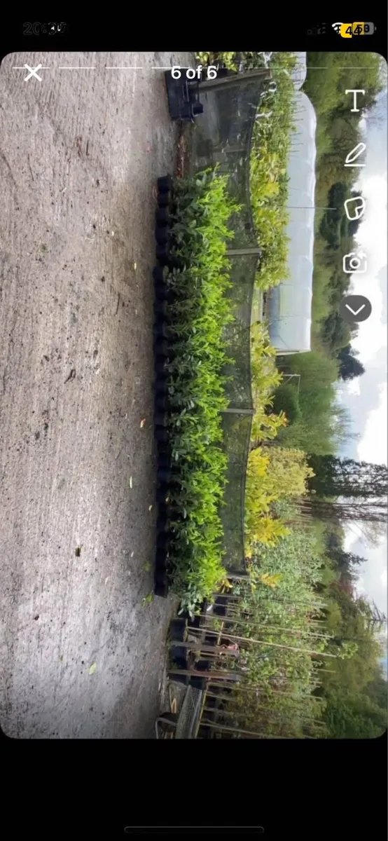 1.5-2ft potted laurel hedging - Image 4
