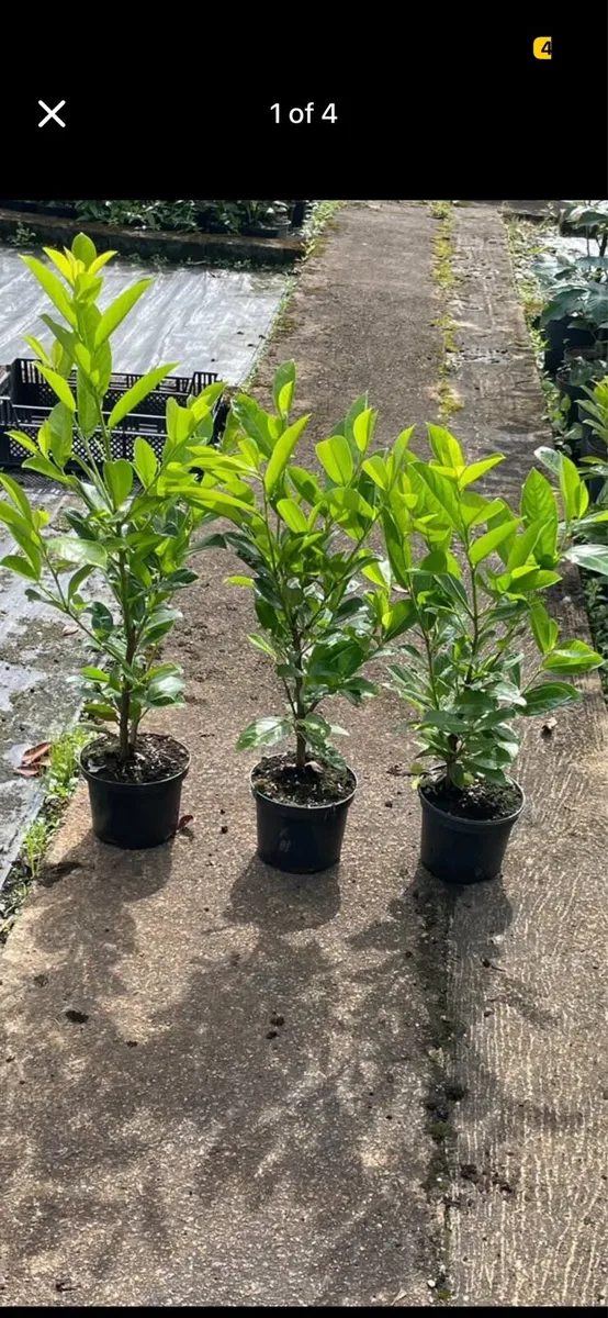 1.5-2ft potted laurel hedging - Image 1