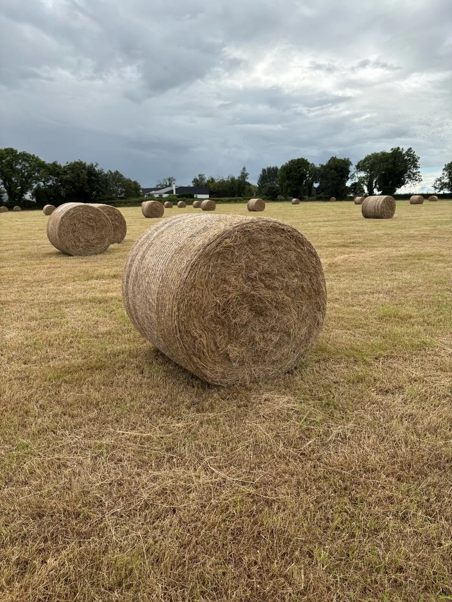 Hay
