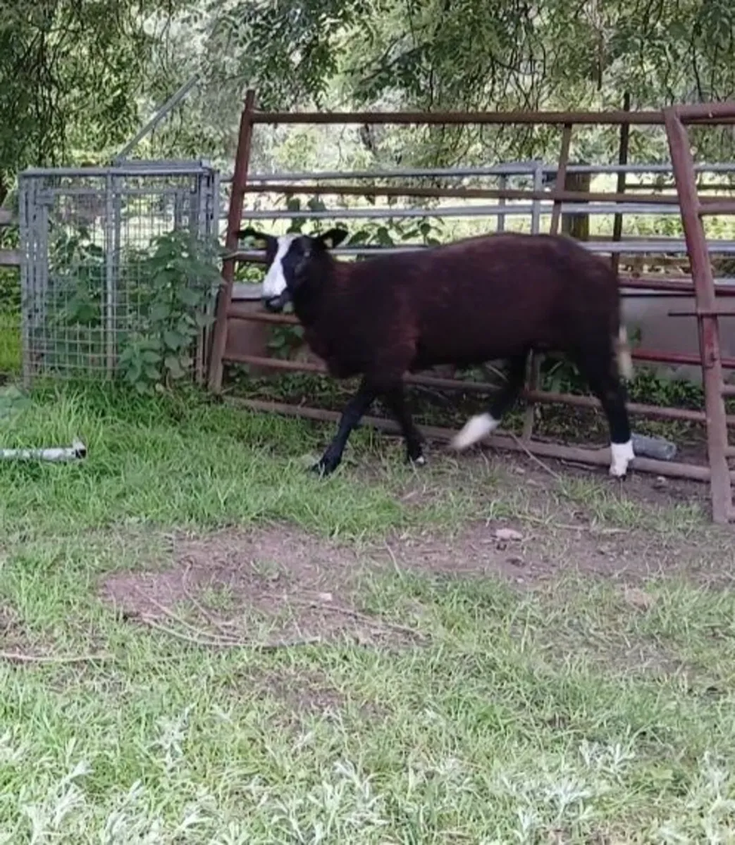 Purebred Registered Zwartbles  Rams - Image 1