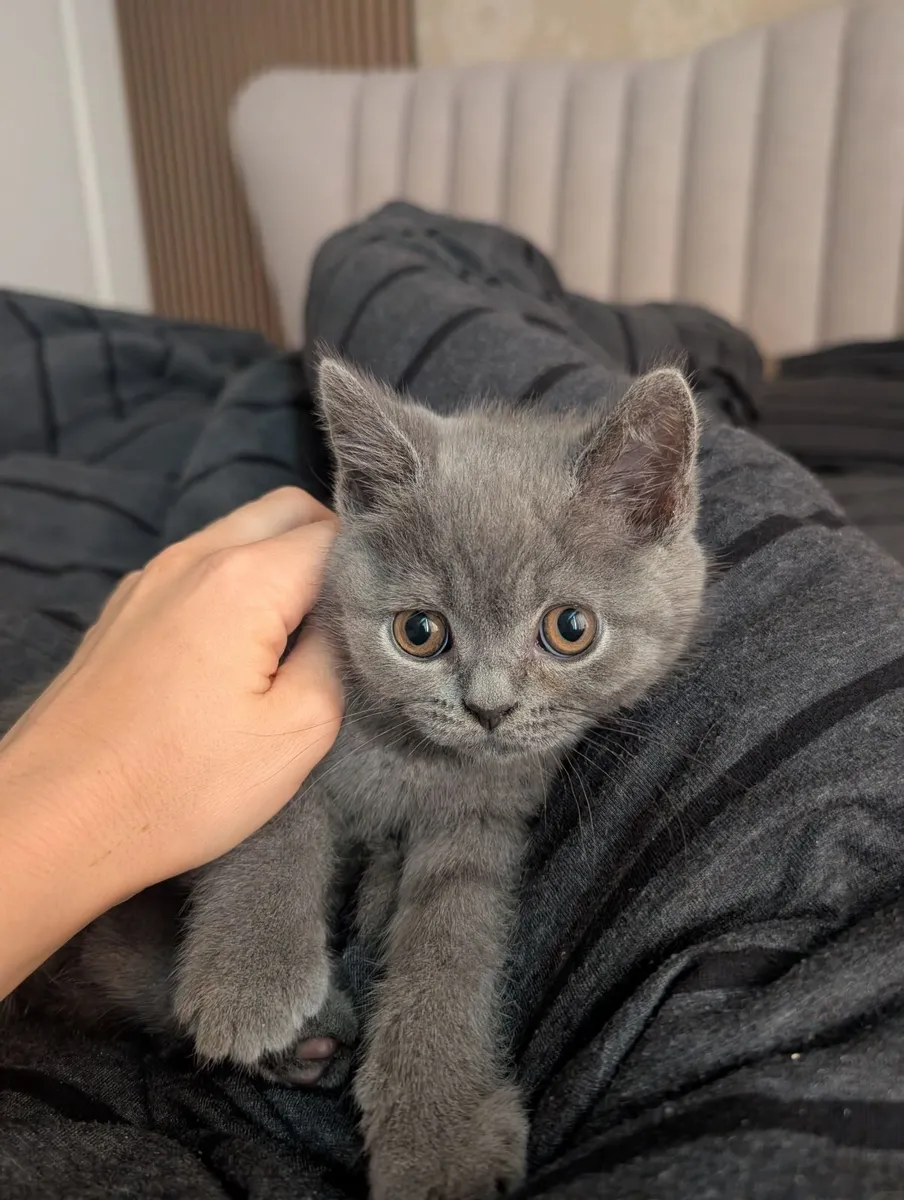 British shorthair 1 male left - Image 1