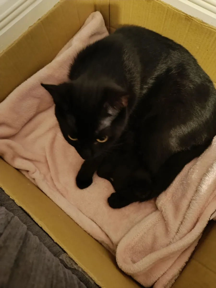 Kitty - Image 1