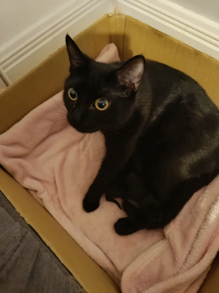 Kitty - Image 2