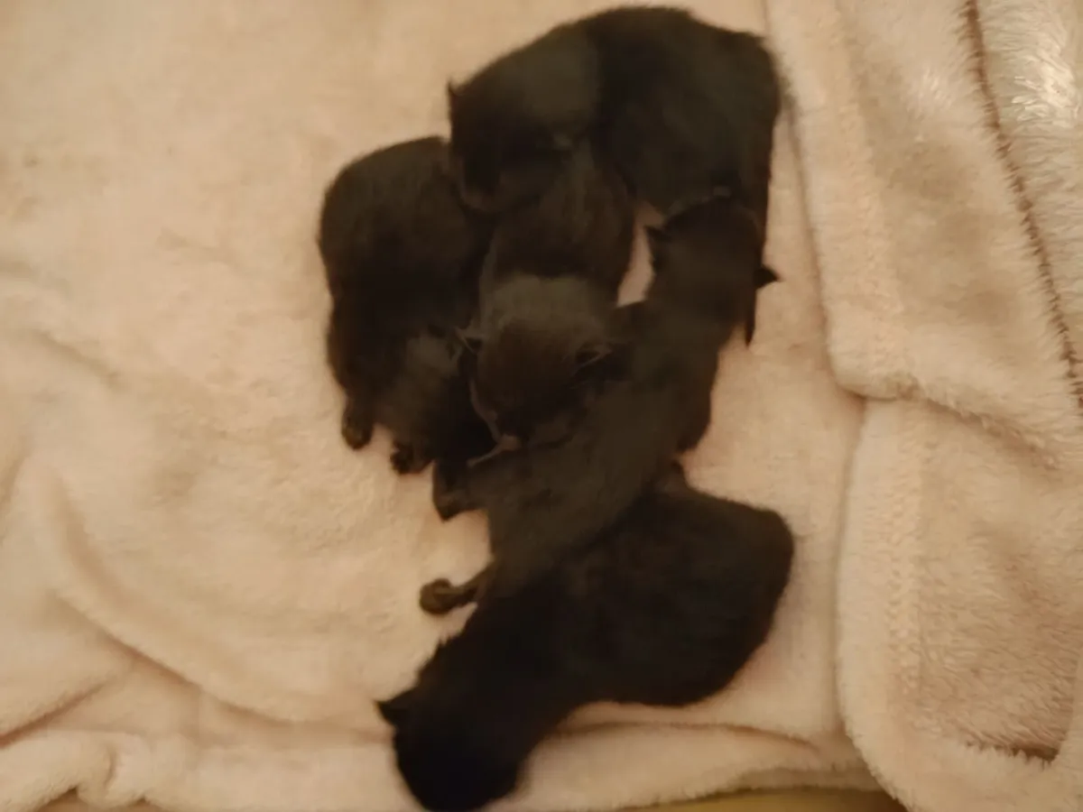 Kitty - Image 3