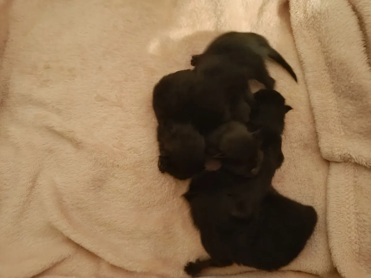 Kitty - Image 4