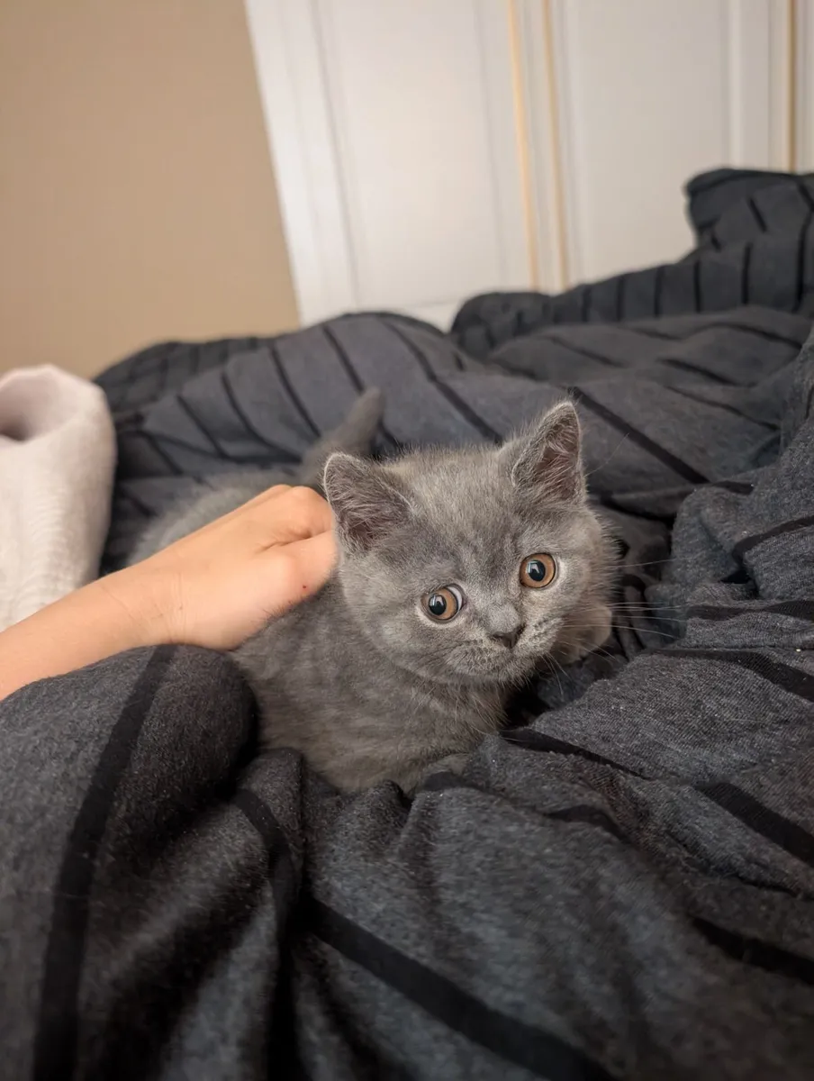 British shorthair male kitten - Image 1