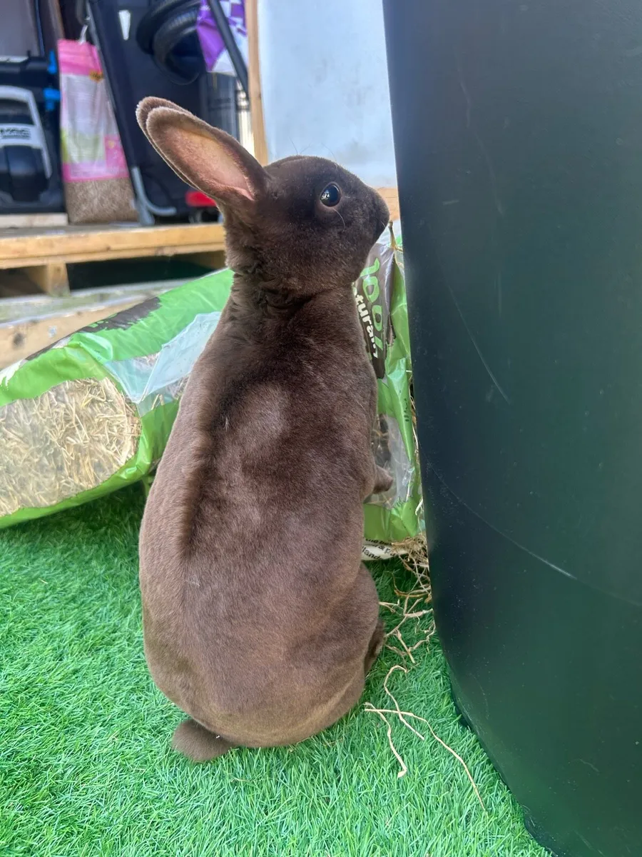 Chocolate Mini Rex - Image 1