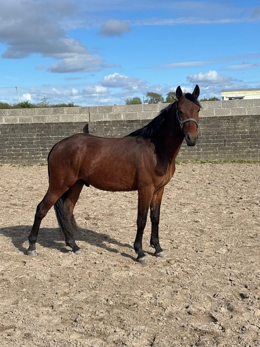 14’1/2 Gelding connie x 4 years TEXT ONLY - Image 2