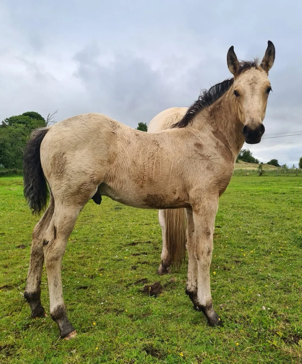 Buckskin colt foal - Image 1