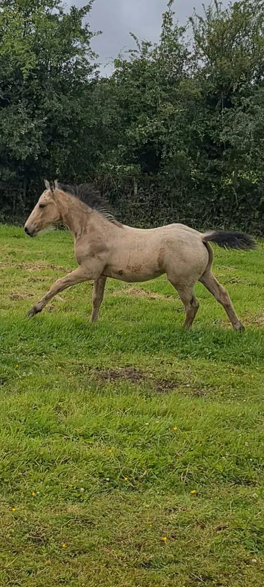 Buckskin colt foal - Image 2