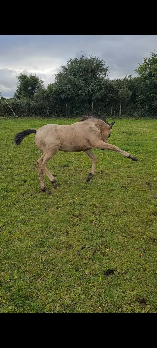 Buckskin colt foal - Image 3
