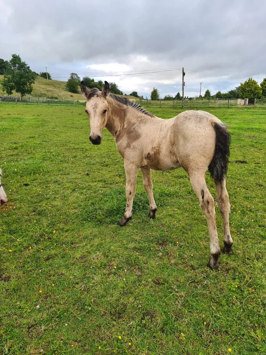 Buckskin colt foal - Image 4