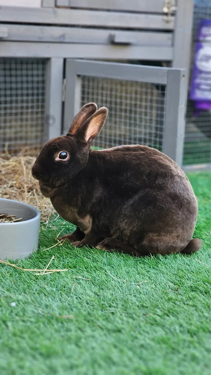 Chocolate Mini Rex - Image 2