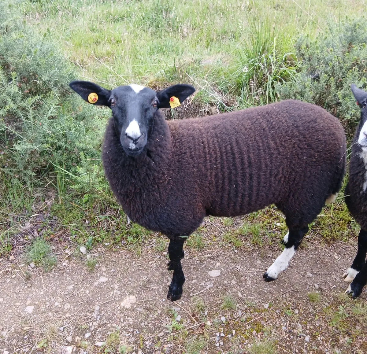 Purebred zwartbles ewe lambs - Image 1
