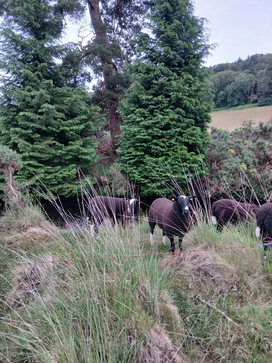 Purebred zwartbles ewe lambs - Image 2
