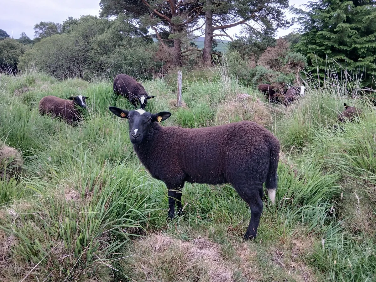 Purebred zwartbles ewe lambs - Image 3