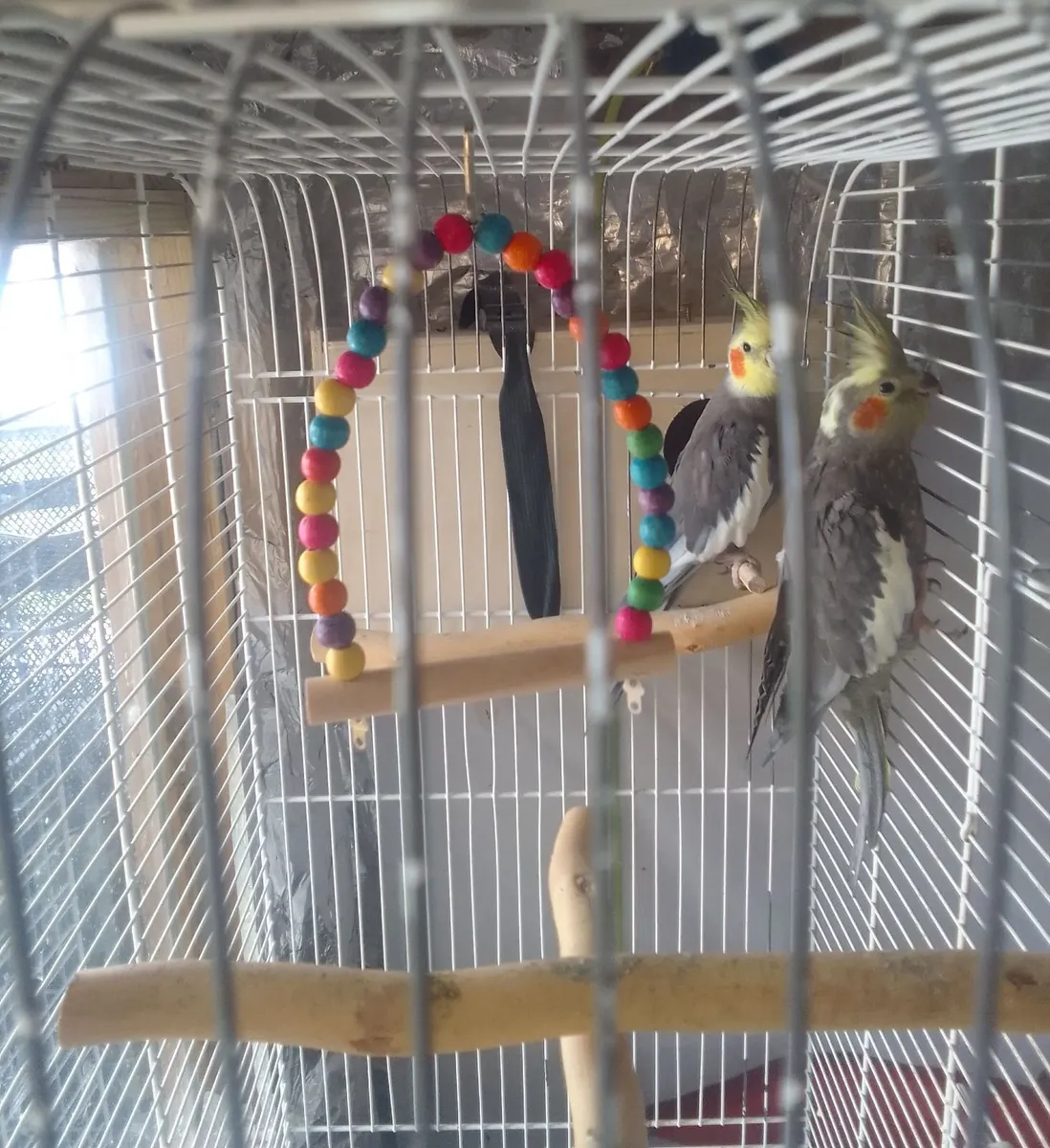 Birds