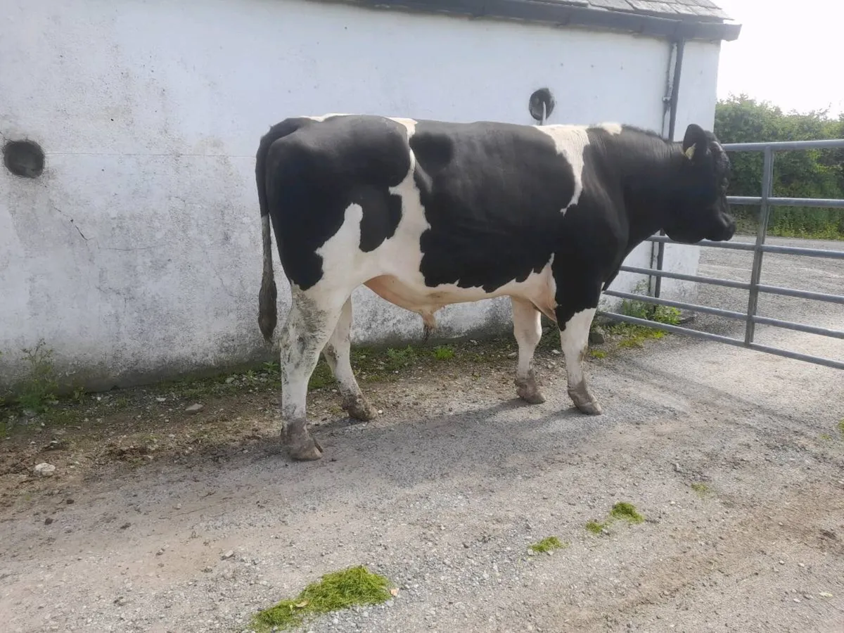 British Friesian PBR bull - Image 2
