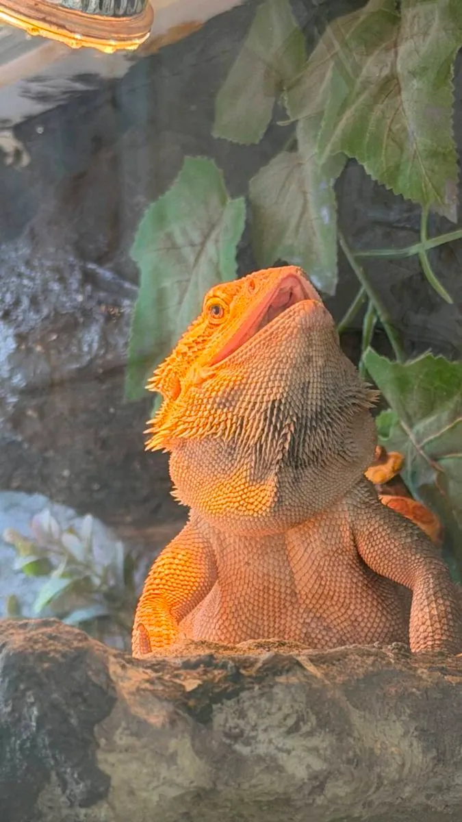 Bearded Dragon - Image 1