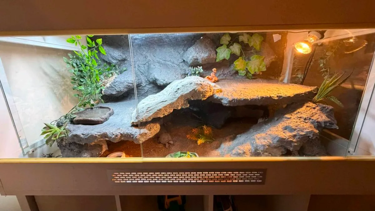 Bearded Dragon - Image 2