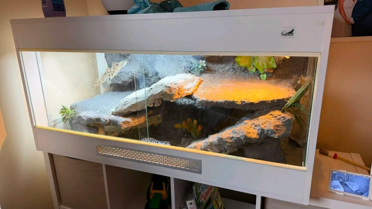 Bearded Dragon - Image 3