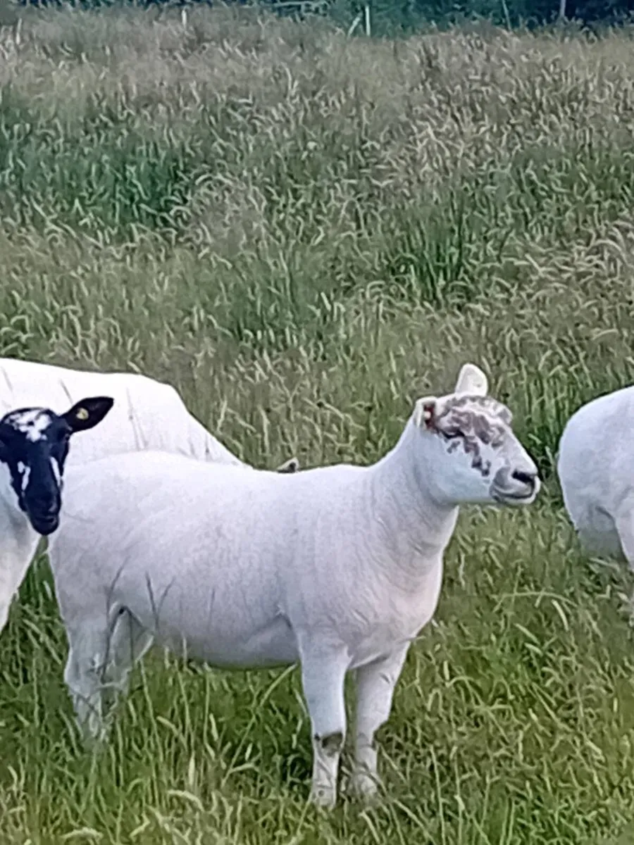 Hoggets - Image 3