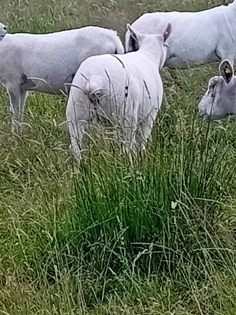 Hoggets - Image 4