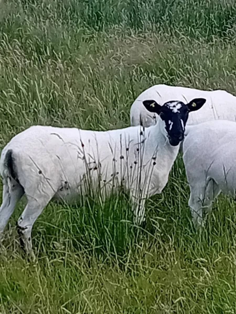 Hoggets - Image 1