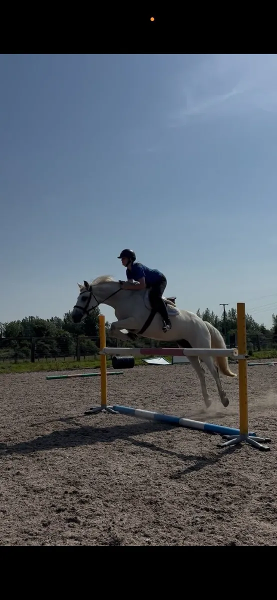 157cm ISH riding club mare - Image 3