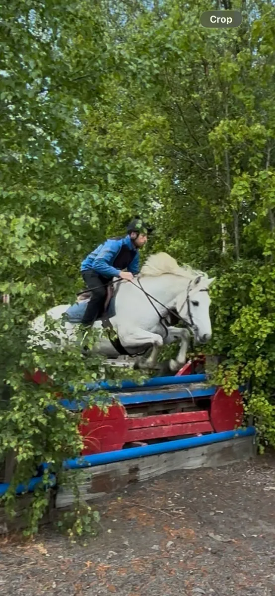 157cm ISH riding club mare - Image 4