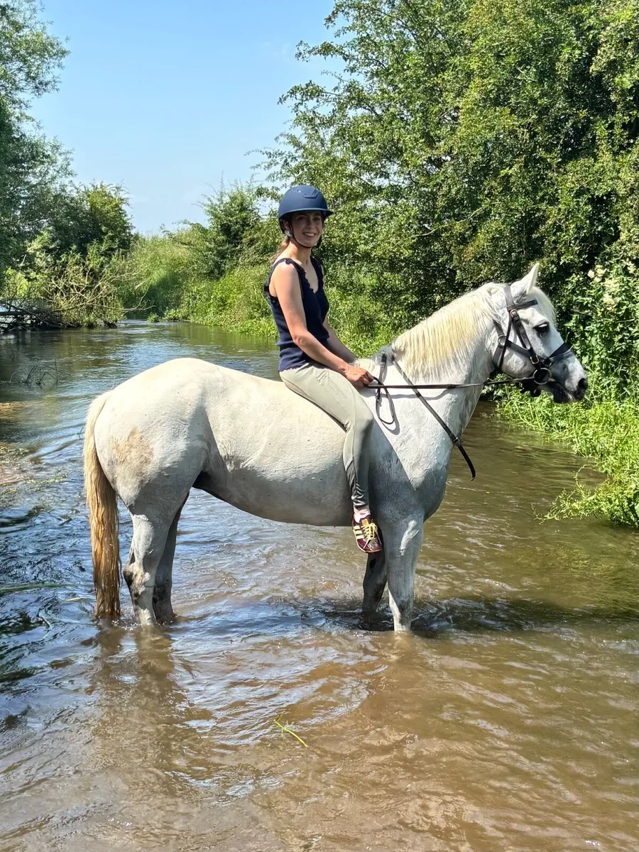 157cm ISH riding club mare - Image 1
