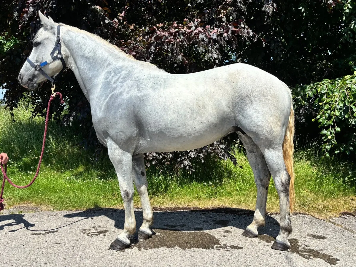 157cm ISH riding club mare - Image 2