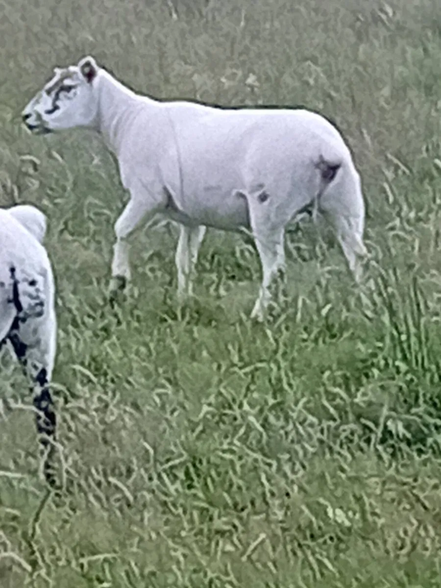 Hoggets - Image 2