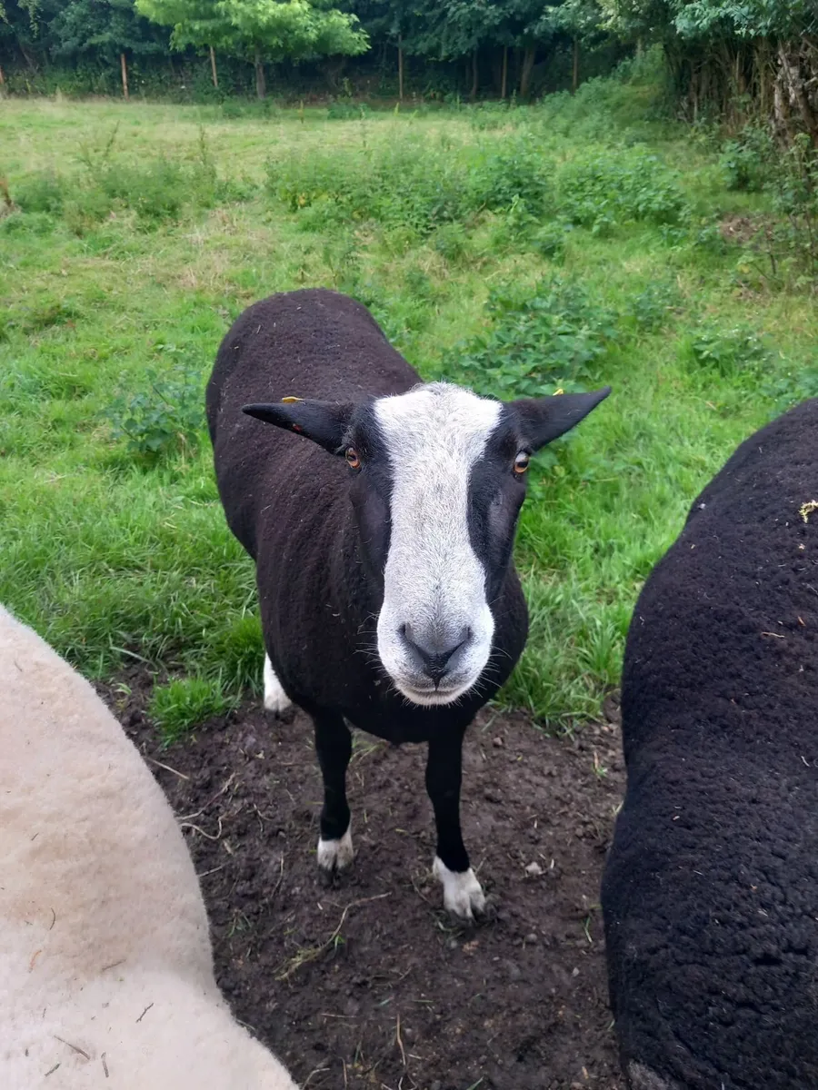 Purebred zwartbles ewe lambs - Image 4