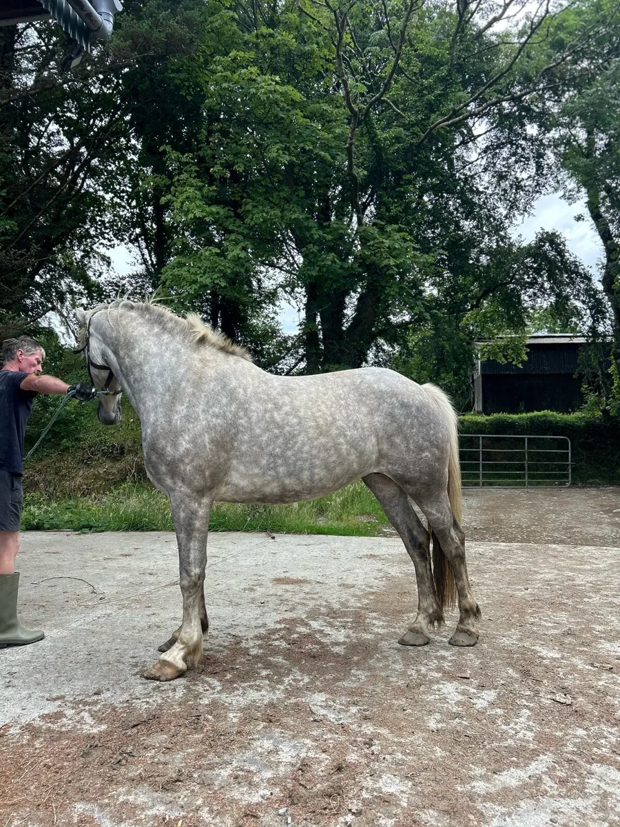 5yo ‘Tors Gentleman Farmer’ mare - Image 2