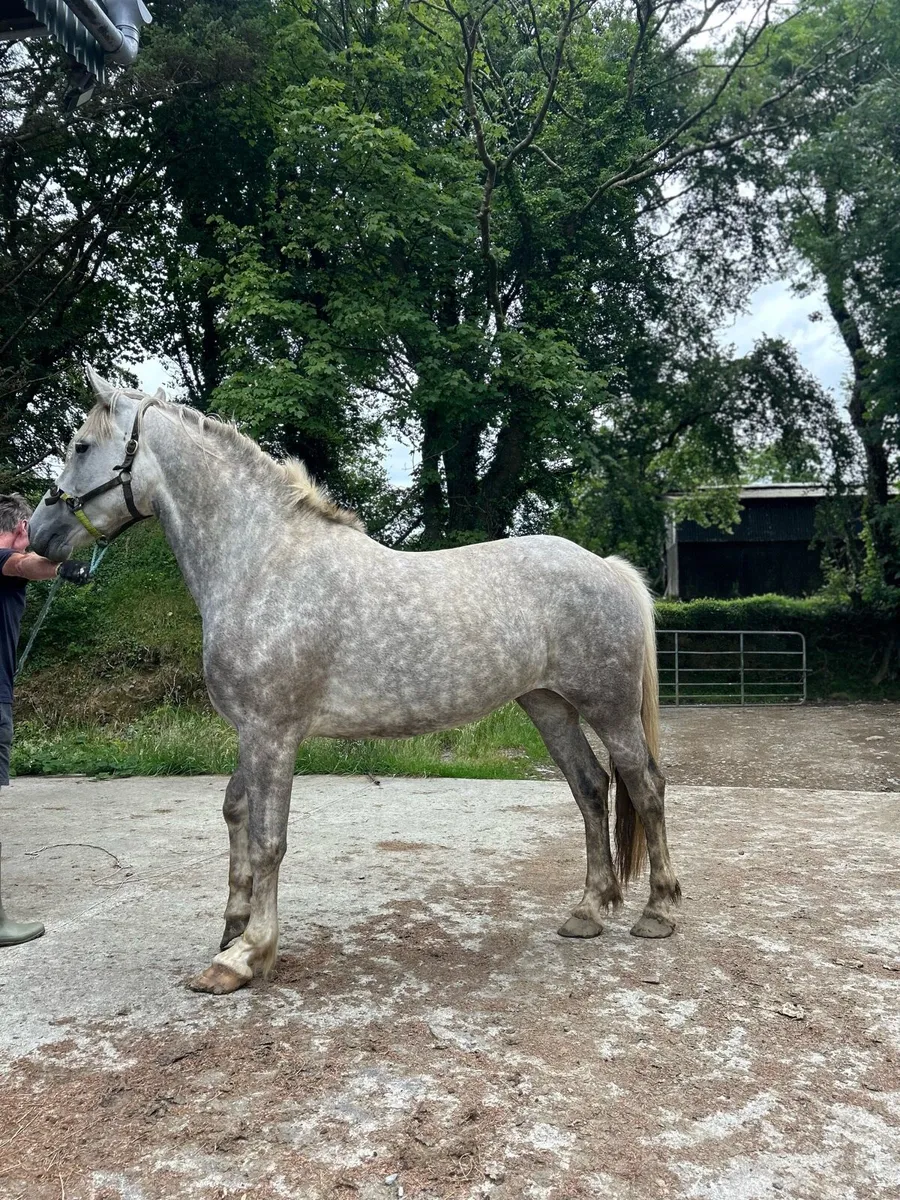 5yo ‘Tors Gentleman Farmer’ mare - Image 3