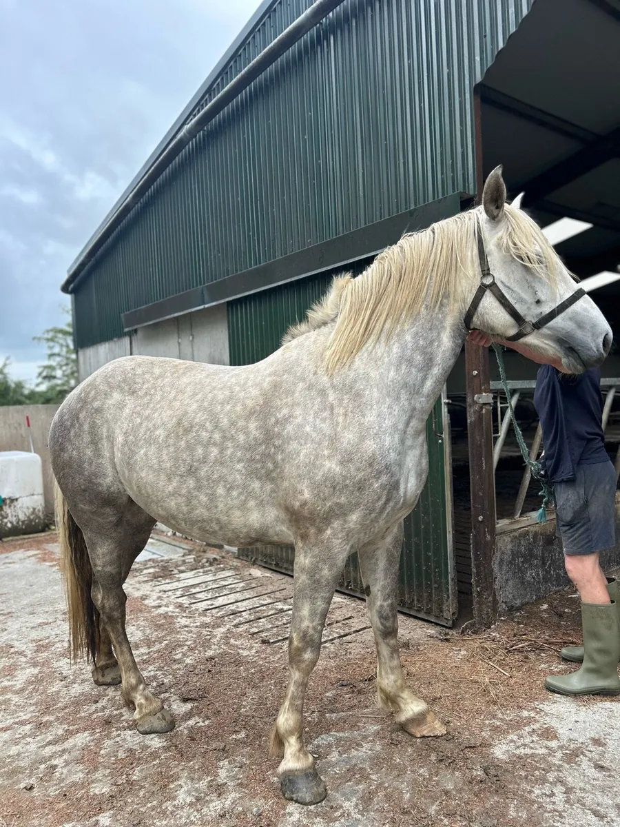 5yo ‘Tors Gentleman Farmer’ mare - Image 4