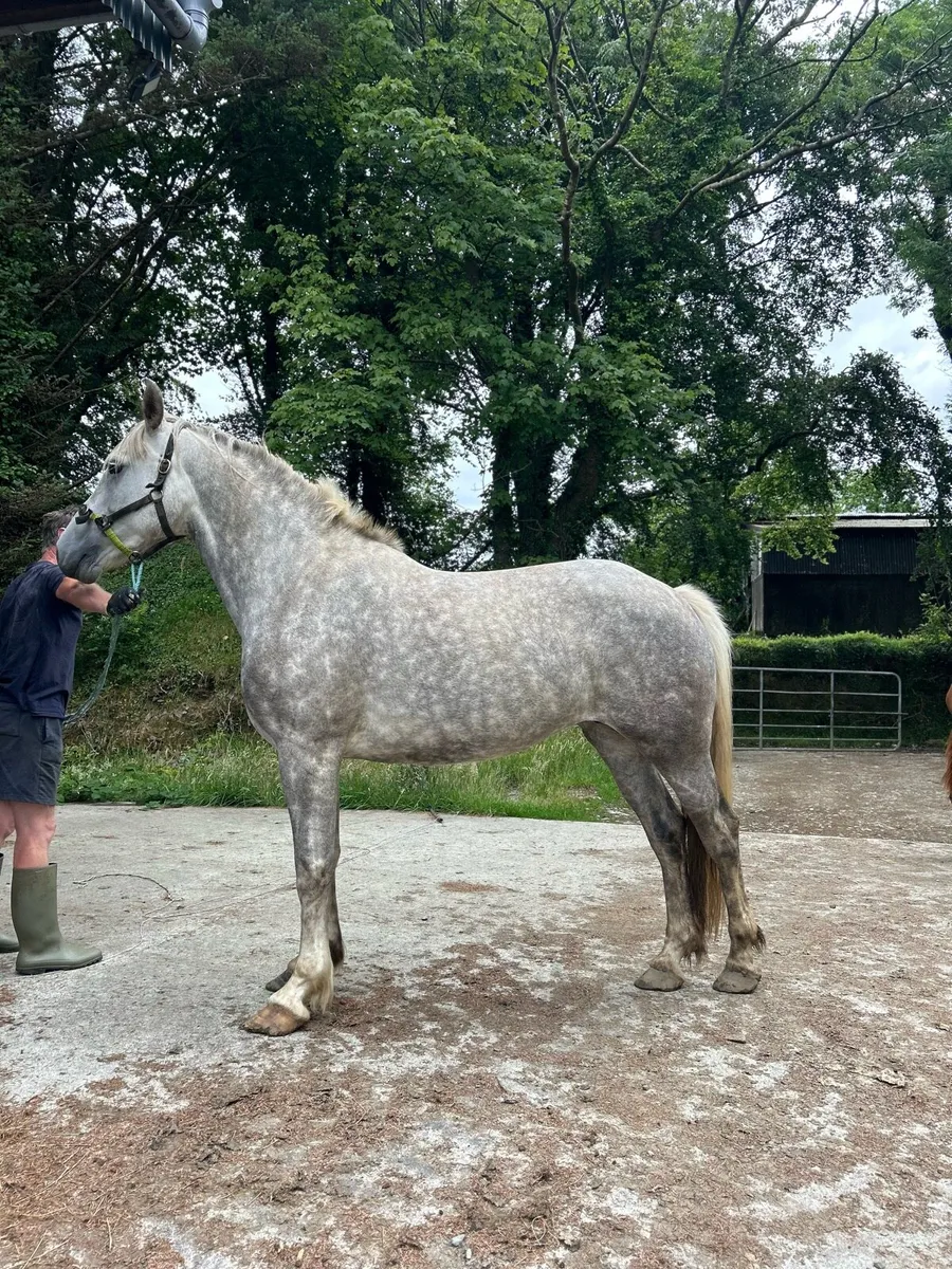 5yo ‘Tors Gentleman Farmer’ mare - Image 1
