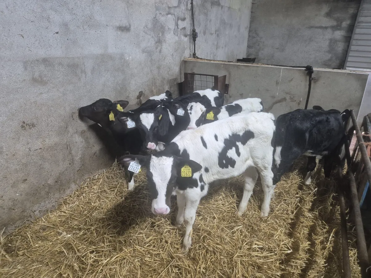 Five Calves - Image 3