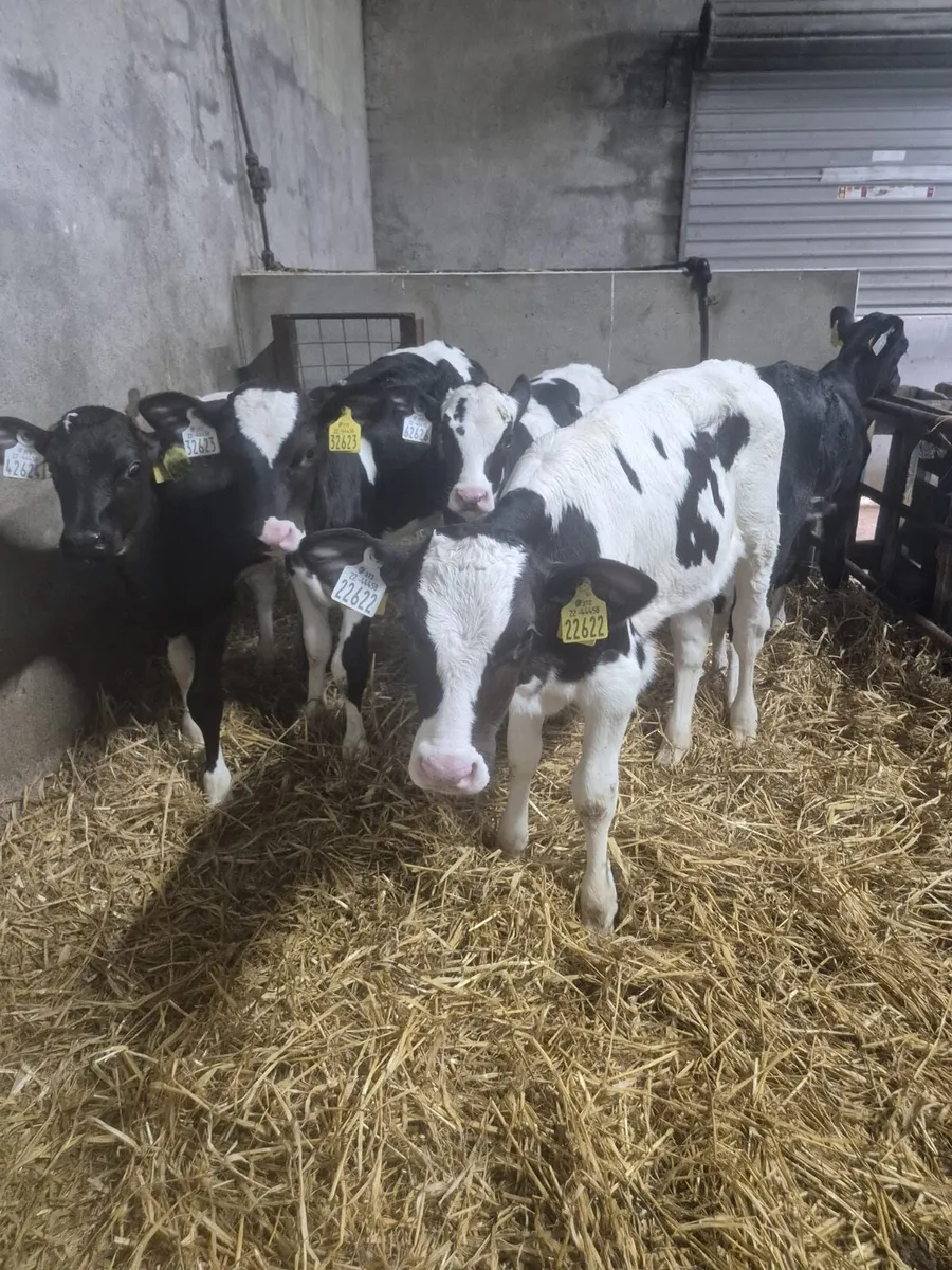 Five Calves - Image 1