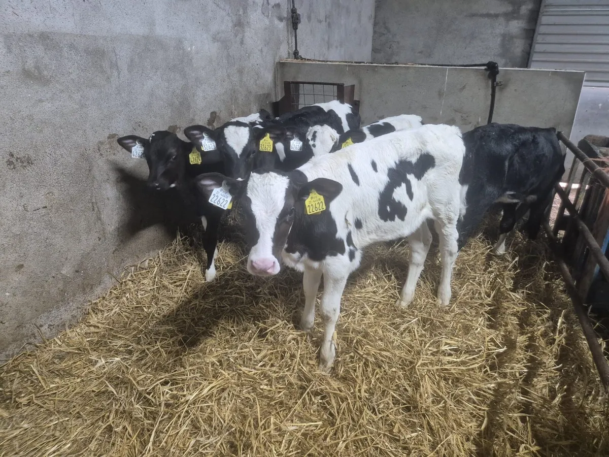 Five Calves - Image 2