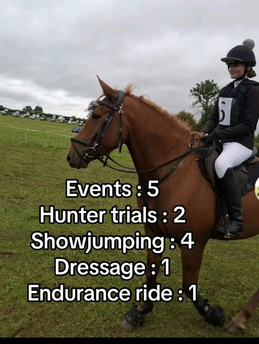Horse - Image 1