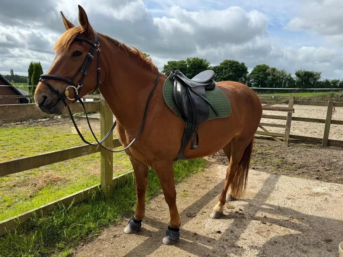 Horse - Image 2