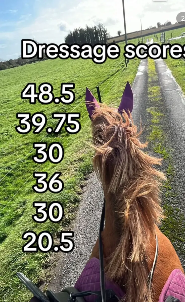 Horse - Image 3