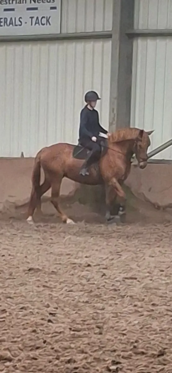 Horse - Image 4