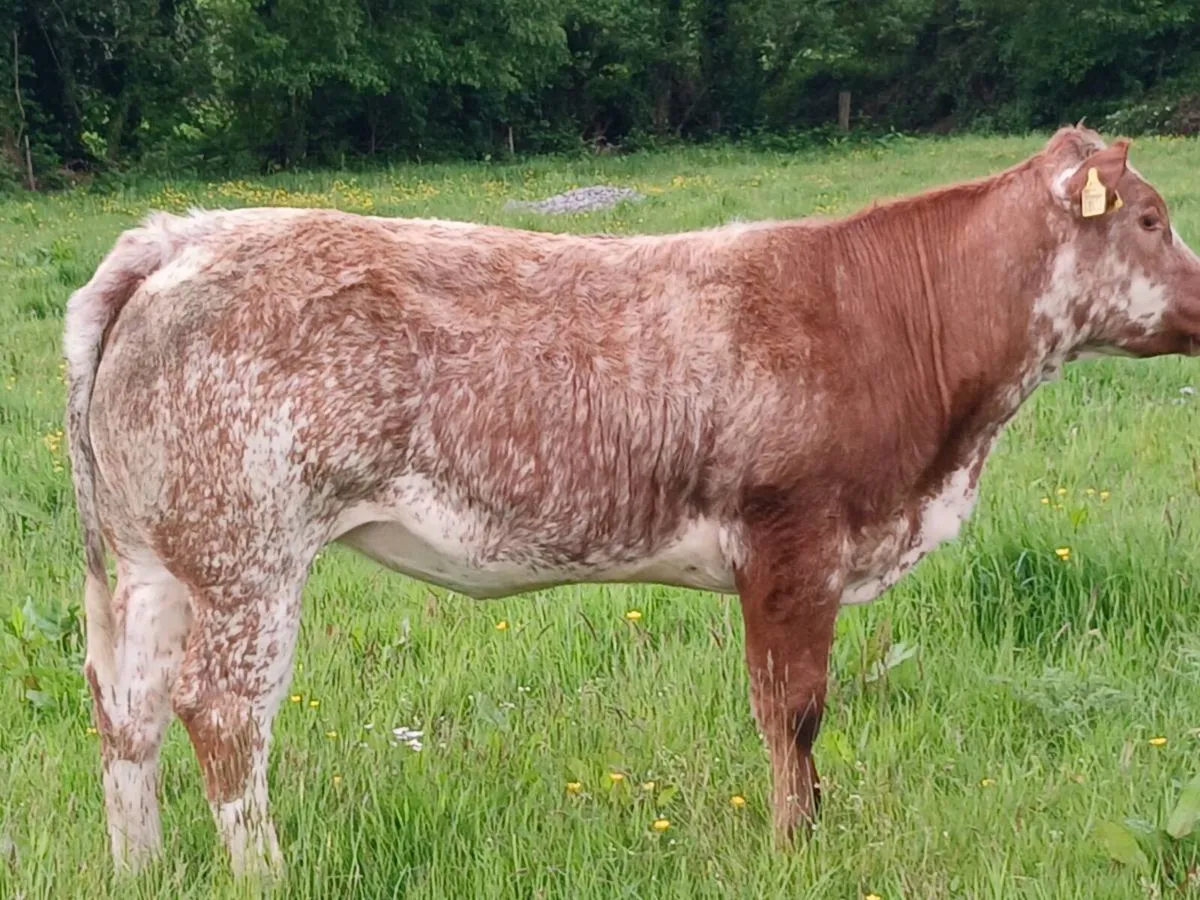 Weanling Bulls & Heifers - Image 1