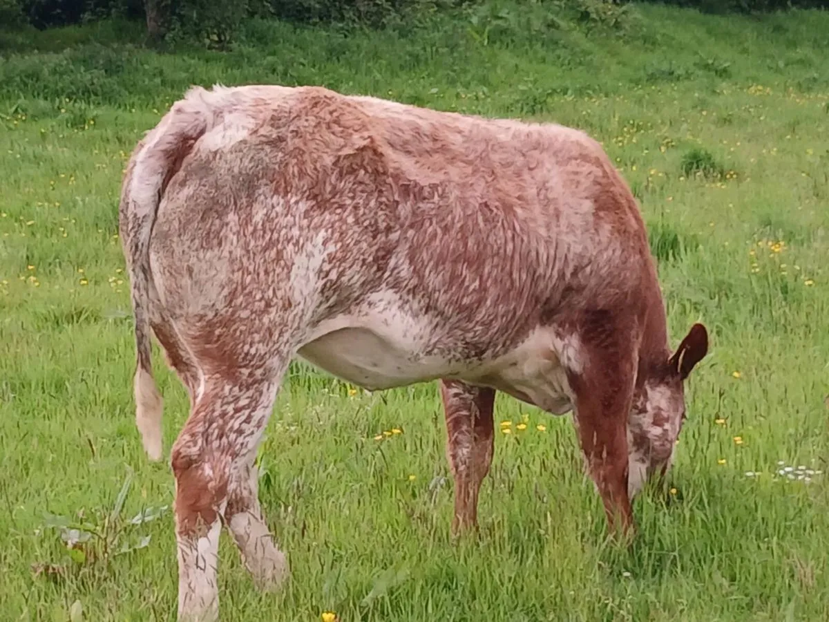 Weanling Bulls & Heifers - Image 2