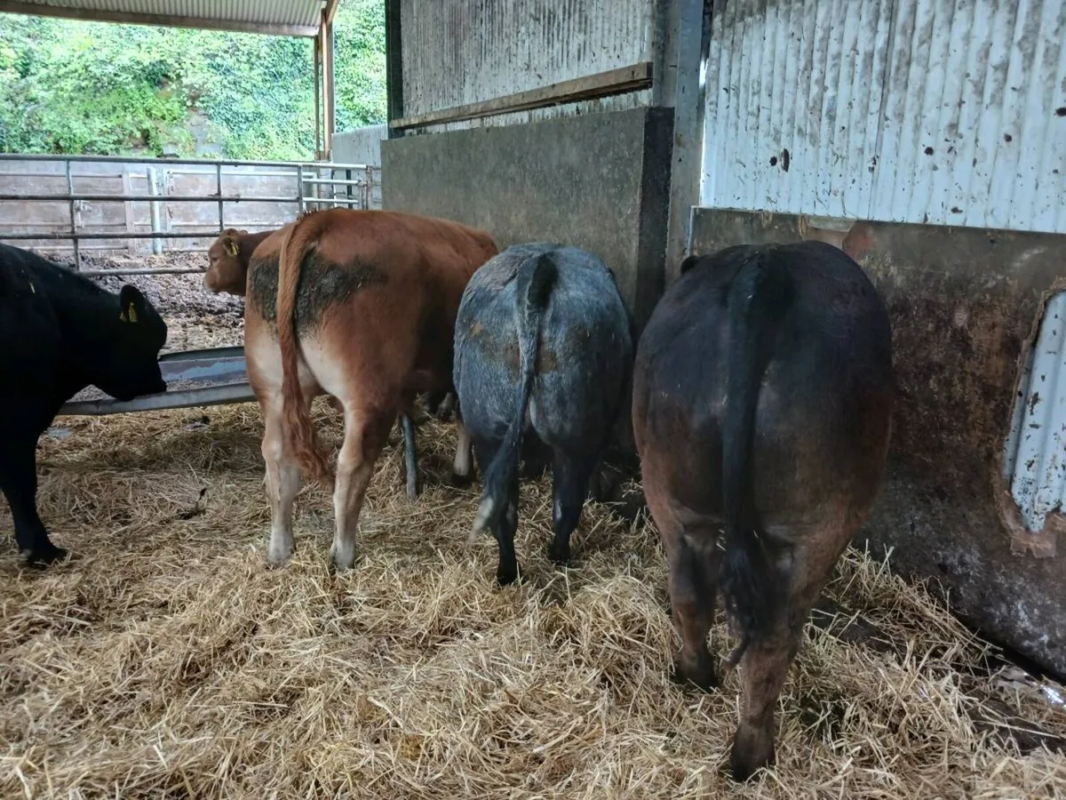 Weanling Bulls & Heifers - Image 3