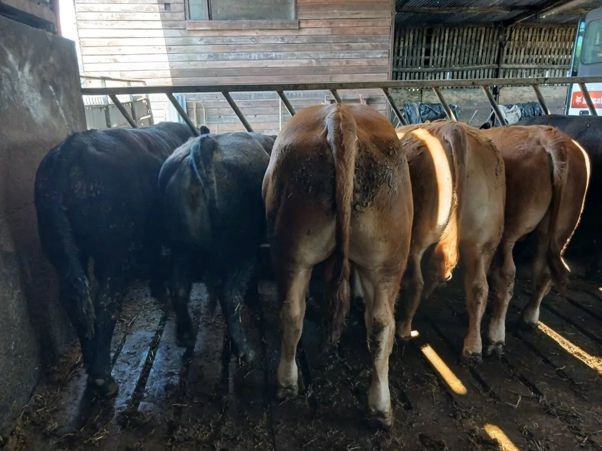 Weanling Bulls & Heifers - Image 4