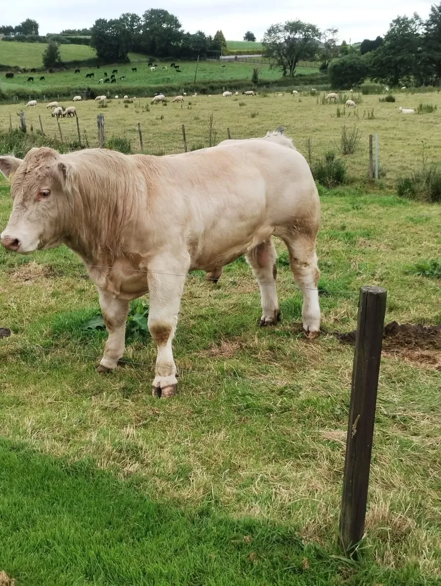 Bulls - Image 2